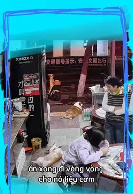 Ăn xong nằm ra nó đã gì đâu lun á #a80tuhaovietnam❤️🇻🇳 #videovuinhon #topdog #thucung #tiktoktrending 