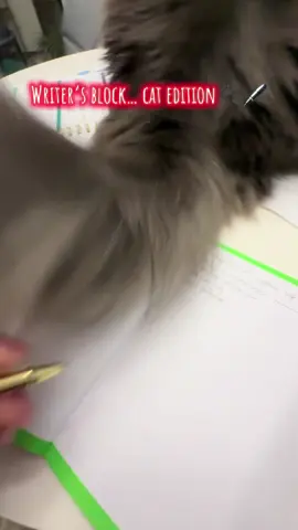 Trying to write… River: ‘Not on my watch.’ 🐾✍️ His fluffy tail = the ultimate distraction tool. 😹💙       #C#CatContentDailyC#CatObsessedF#FelineFunPawsitiveVibes 