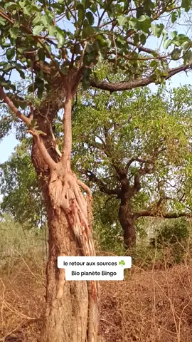 #tiktokburkinafaso🇧🇫🇧🇫🇧🇫🇧🇫 #retro #environment #santeparlesplantes #bioplanètebingo 