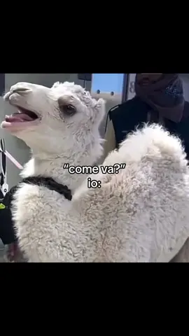 #neipertee #viral_video #fyp #meme 