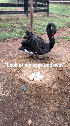 Ophelia has been busy working on her nest. She was so proud to show me! 5 eggs and a very dedicated swan Mom. ❤️  #ophelia #blackswan #swan #countrylife #countryliving