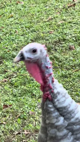 Well, I didn’t see that coming. 👁️🫣 #fyp #country #turkey #eye 😭