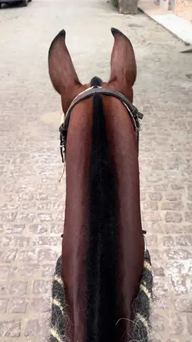 Pisando 🔥 #fy #fyp #fypage #viral #cavalos🐴 