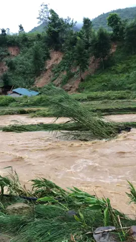 Ruộng lúa, Bát cơm của cả nhà , giờ chỉ còn là Hoài niệm , Bao nhiêu vốn liếng , vay mượn đầu tư cho mùa vụ , bao giấc mơ về một mùa bội thu để giả nợ ,nuôi con ăn học,nay tan theo mưa gió ,Mất tất cả rồi bao nhiêu công sức mồ hôi , nước mắt ,là cả cuộc sống của 1 gia đình,gần đến lúc thu hoạch rồi mà lại mất hết sau 1 cơn mưa,Trong cơn hoạn nạn này , hơn lúc nào hết, bà con nông dân rất cần sự quan tâm , chia sẻ từ chính quyền, các tổ chức cộng đồng , cần những bàn tay dang ra đúng lúc , để không ai bị bỏ lại phía sau #cuocsongthuongngay #cuocsongvungcao #baolu#linhvungcao