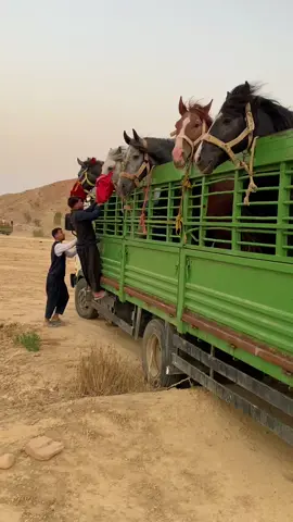 #وعادي_بلادي #وعادي_الغرب #فنتازيا_الجزائر #علفة_أولاد_عبدالهادي 