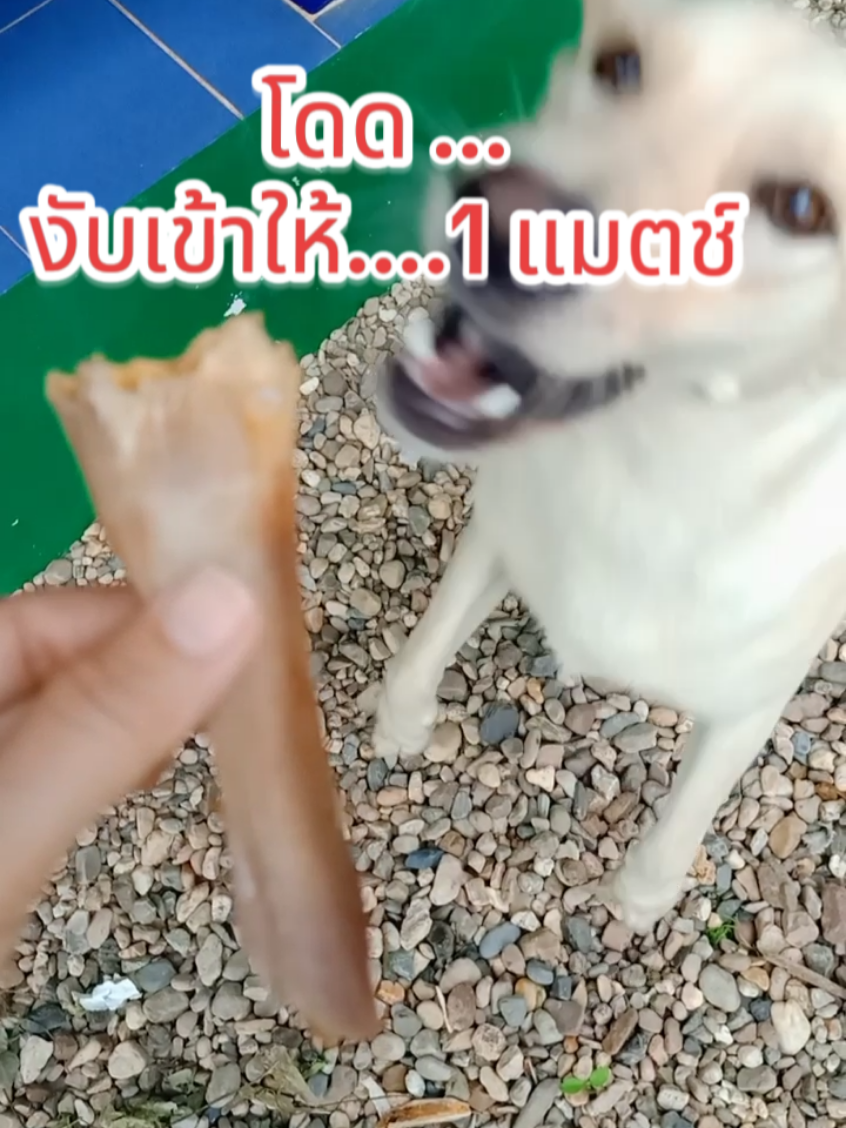 นี่แม่เองลูก #สัตว์เลี้ยงtiktok #หมาตลก #หมาน่ารัก #สุนัข #หมาจรก็มีหัวใจ 