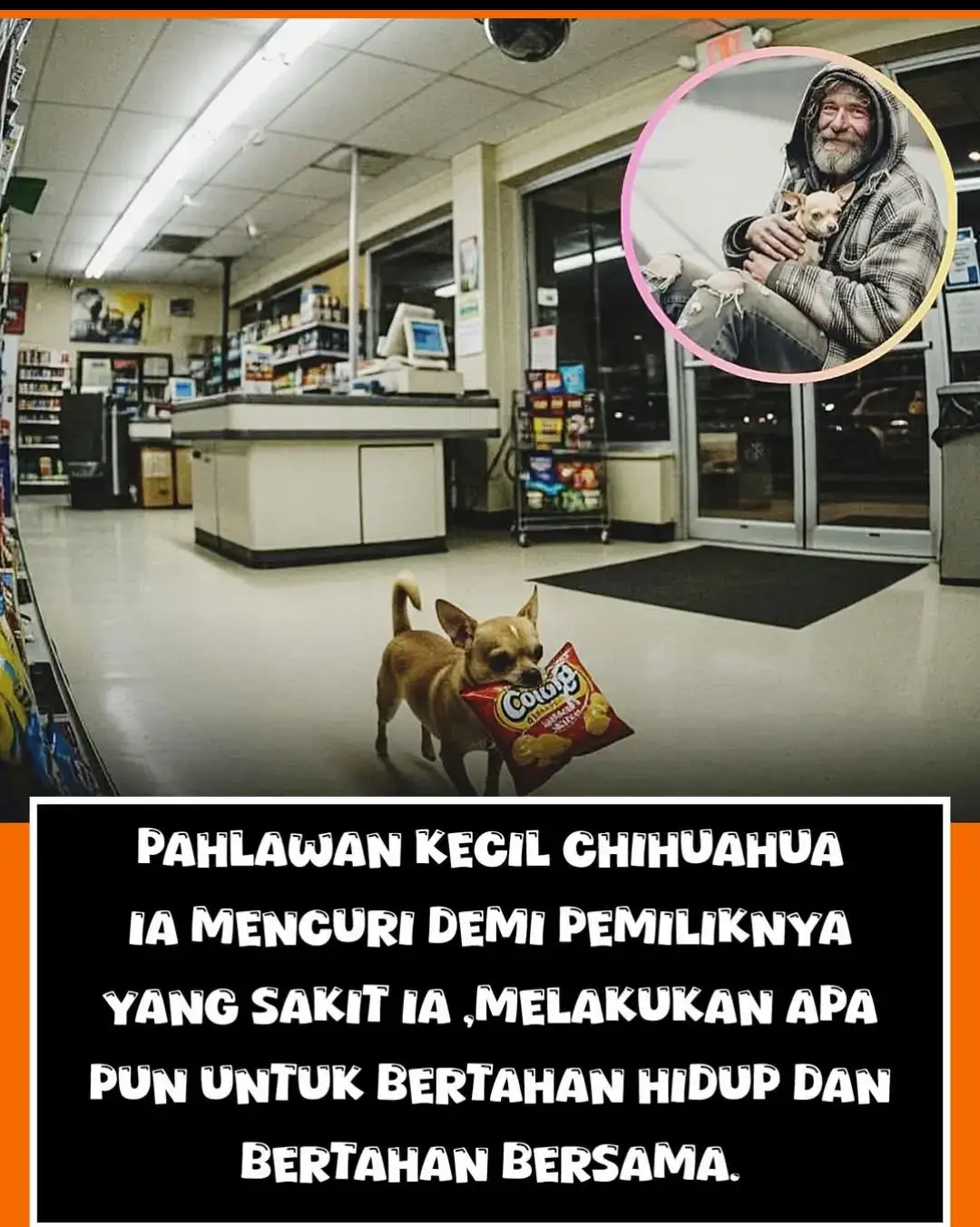 #Pahlawan Kecil Berhati Raksasa: Kisah Chihuahua yang Mencuri Demi Pemiliknya yang Sakit Di tengah kerasnya kehidupan jalanan, persahabatan sejati terkadang muncul dari sumber yang paling tidak terduga. Kisah ini berpusat pada seekor **Chihuahua kecil** yang bertransformasi menjadi pahlawan, melakukan 
