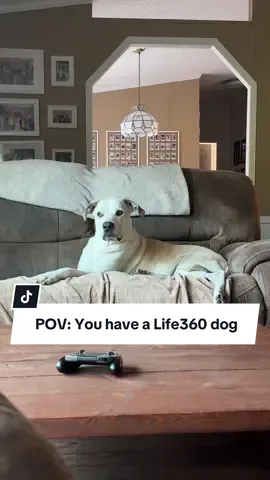 And now he thinks daddy is almost home 🥹🤣 #life360 #life360dog 