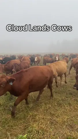 #foggy #cows #regenerativeagriculture #again 