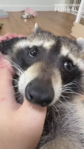 두리번두리번👀 손가락은 못 놓지만 뭔지 궁금해 #라쿤 #raccoon #puppy #cutepets #petstagram  