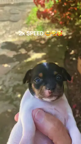 Honestly, it’s better at 2x speed 👀🤣 #TikTokFunny #2xSpeed #ViralVideo #PuertoRico #FYP 