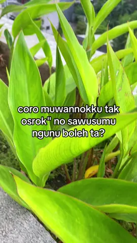 info reservasi langsung klik link wa admin di bio boloo🙌🏻😁 #fyp #fypシ゚ #jowopride #apartementsuncity #sidoarjo 