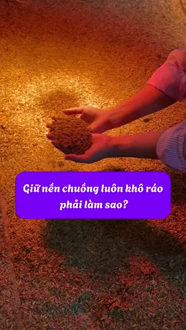 Muốn giữ nền chuồng luôn khô ráo, phải làm sao? #tuyenchannuoi #channuoi #menracchuong #bigking #xuhuong 