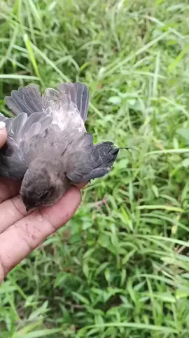 nih yg slalu bilang burung walet , kapinis, seriti, mungkin maksudnya burung ini 😂