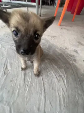 😍 #pet #dog #puppy 