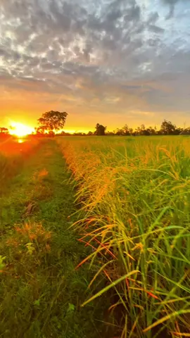ส่วนที่  27  #ลมหนาวปลายเดือนตุลา #วิวบ้านนอก🍃 #บรรยากาศธรรมชาติ🍃💚 #ยามเช้า #สุรินทร์ 