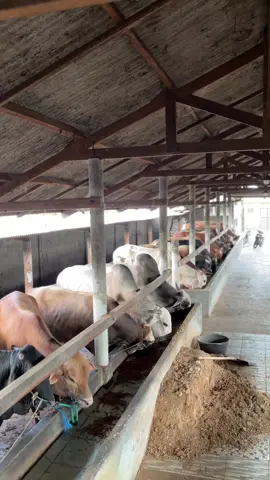 alon alon penting kelakon cah🤲😇#wisnufarm #peternaksapiindonesia #peternakmuda #fyp #janganlupabersyukur 