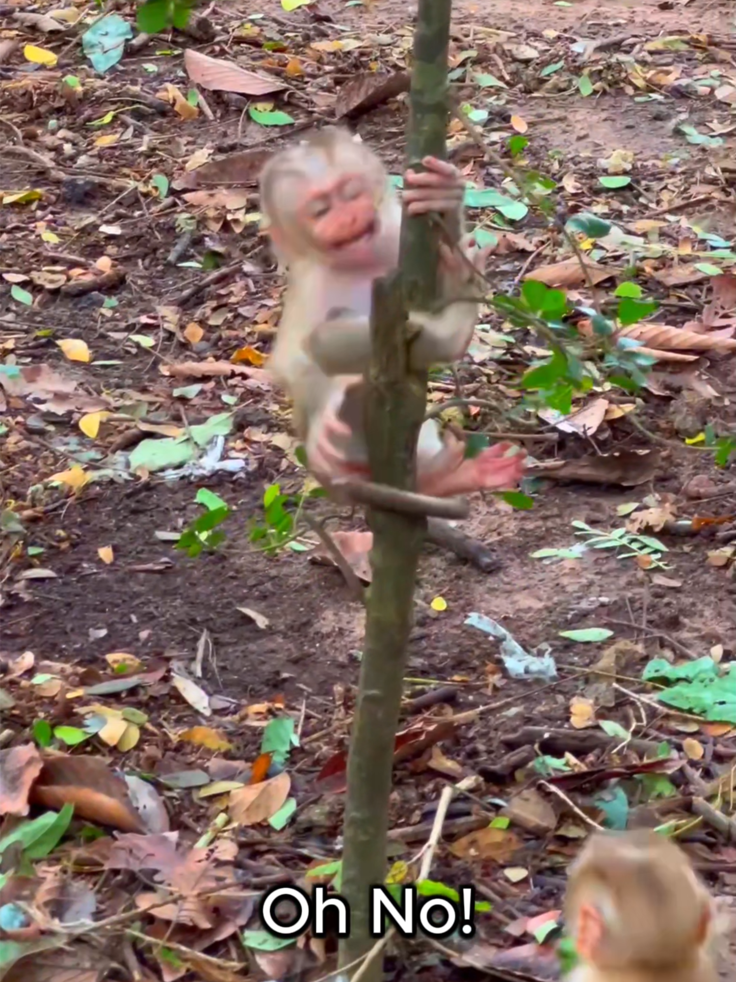 Poor Baby Monkey Holding The Branch With It's legs #foryoupage #monkey #wildlife #babymonkey #poormonkey #trending #tiktok