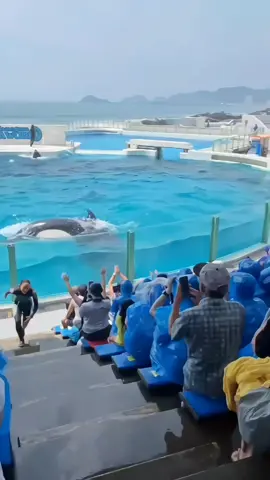 #orcas #trendingg #foryouu #orcas #trendingg 