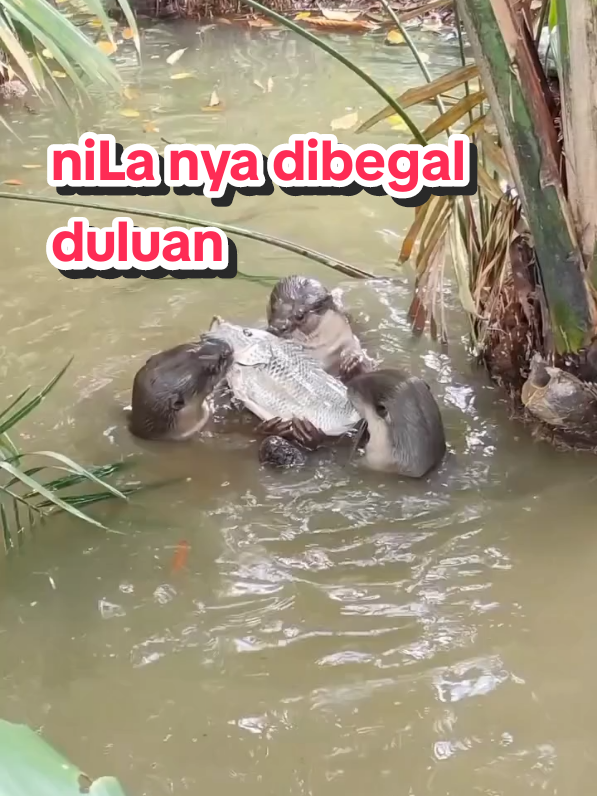 nila monster nya dibegal berang-berang, apes apes #nila #ikannila #fishing #mancing #sorotan 