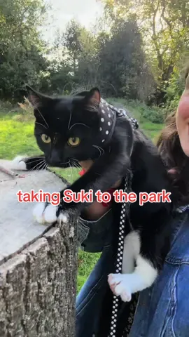 suki goes to the park!!!! lmk any leash tips u have hahaha 💕⛲️ #kitten #leashtraining #catsoftiktok 