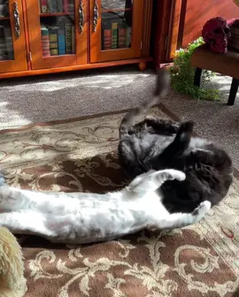 No touching zone#animalrescue #rescueanimals #perfect #beautiful #