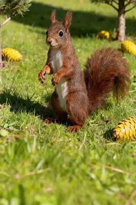#dance #cute #funny #squirrel 