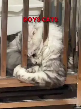 The man's Cat #cat #catlovers #man 