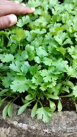 ধনিয়া বীজ থেকে চারা তৈরি পদ্ধতি | Coriander seed germination process.  #ধনিয়া #coriander  #germination #gardenscience 