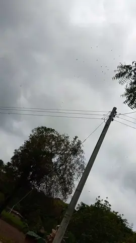 #viral😍😍😍🌲🌳🌵🌴NATURALEZA🌴🌵🌳🌲😍@Krol Briñez 