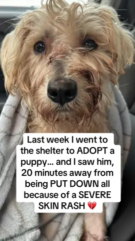 They told me: 👉 “He’s too sick. His skin is beyond saving.” But something in me couldn’t let him die like that. When I brought him home, it was worse than I imagined. His skin was raw and bleeding. He couldn’t stop scratching until he collapsed, crying in pain. 😢 The shelter brushed it off as “just allergies.” But my gut told me it was something darker. At the vet, her face went pale. 👉 “This isn’t just allergies… His skin barrier is destroyed. Harsh chemical dips and sprays burned him alive.” 💀 Then she looked at me and said: 👉 “If you want him to survive, throw away every chemical flea and skin product. Start natural TODAY.” She handed me a bottle of BugMD Flea & Tick Spray 🌱 Plant-based oils. No poisons. Safe enough to use daily. I started that night. And then the miracle began: Week 1 – The itching slowed. The wounds began to heal. Week 2 – His coat started growing back, soft and shiny. Week 3 – He was running, tail wagging, finally free of pain. ❤️ The vet later told me: 👉 “This pup was days away from euthanasia. BugMD — and your love — saved his life.” Now BugMD is part of our daily routine. No chemicals. No suffering. Just health, healing, and second chances. 🐾💚 👉 I found mine on Amazon (link in bio). COMMENT HEAL and I’ll DM you my natural skin & allergy relief checklist FREE. #BugMD #PetHealth #DogRescue #dogparents 
