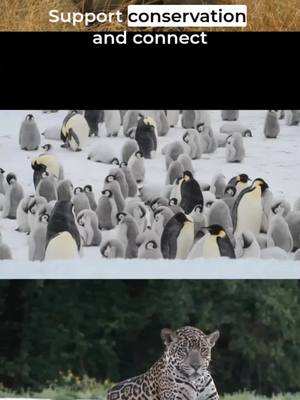 Adopt An Animal With WWF