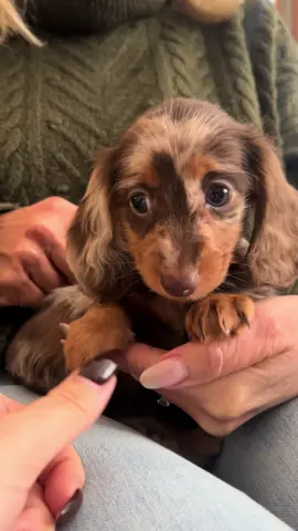 I could just eat you up 🐻 #dachsundpuppy #chocolatedappledachshund #dachshund #miniaturedachshunds 