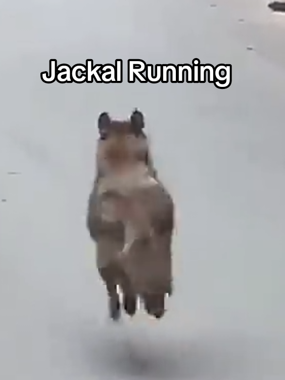Jackal in wildlife #jackal #animals #wildlife #animalsoftiktok #گیدڑ 