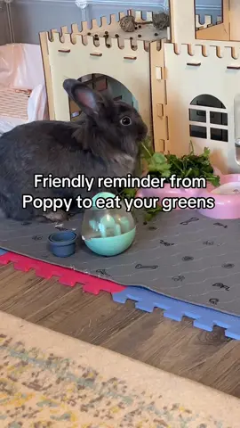 Today’s salad is a mix of cilantro, parsley, and red leaf lettuce. 🥬 #bunniesoftiktok #bunnytok #rabbitsoftiktok #pettok 