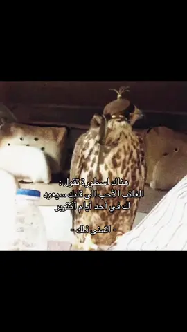 #you #شيلات #صقر #قصيد 
