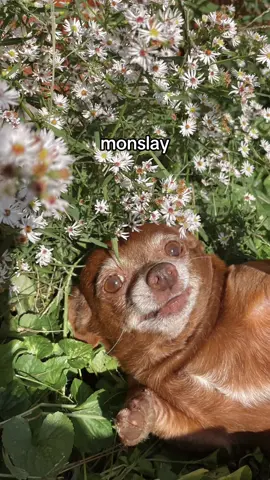 slay all day  #chihuahua #dog #fyp #fypシ゚viral 