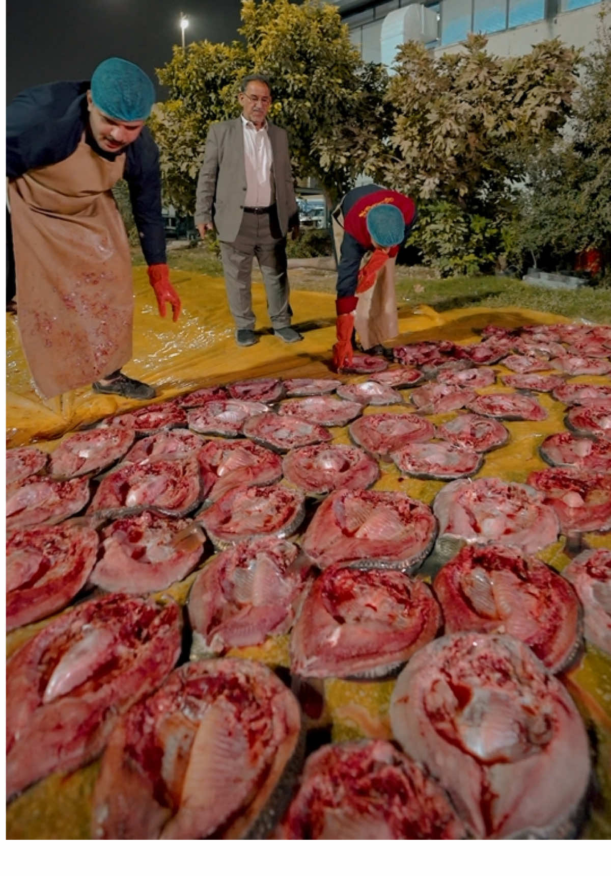 مضيف العتبة العسكرية المقدسة ، يقدم أكثر من خمسة آلاف وجبة طعام من السمك الطازج للزائرين الكرام في ذكرى شهادة السيدة الزهراء عليها أفضل التحية والسلام. #سامراء_المقدسة  #العتبة_العسكرية_المقدسة 