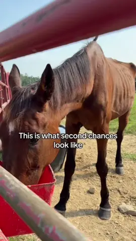 #savehorses #sanctuarylife #equinesofinstagram #horsesofinstagram #horsesoftiktok 