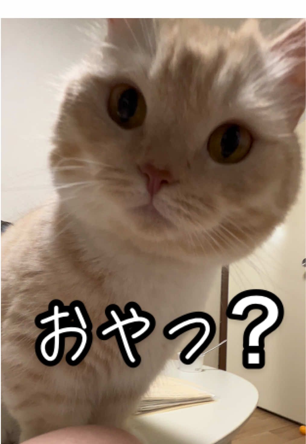爪切りでチュール半分食べたくせにまだおねだりしてきやがる😚💗