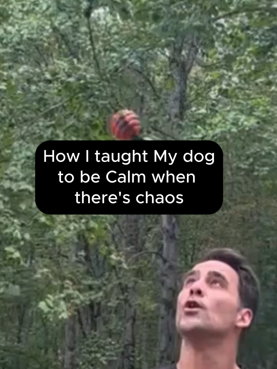 To teach your dog to be calm and stay still even when exciting things are happening You have to make it happen Sit on the dog is something every dog owner should be doing EVERYWHERE... ALL the time Your dog need to see that not everything in the world is for them and not everything need a rection or inspection. IF you're struggeling with your dog. Drop me a dm and lets talk about what it would take to get you back on the right track.