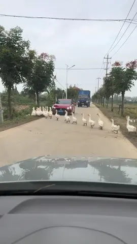 Phe địch quá đông, phe ta chịu khó... 🤣🤣🤣 #funny #vuivemoingay #douyin抖音 #chodoilahanhphuc 🤣