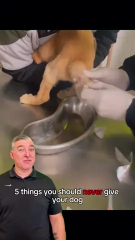NEVER📛 give these☝🏼 to your dog 🐶#dogs #dogsoftiktok #dog #pets #pet 