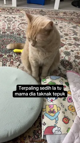 Tiap hari minta tepuk. Kita ni kadang-kadang nak layan drama kat tv juga 😌 #cat #kucing #oyen #drama 