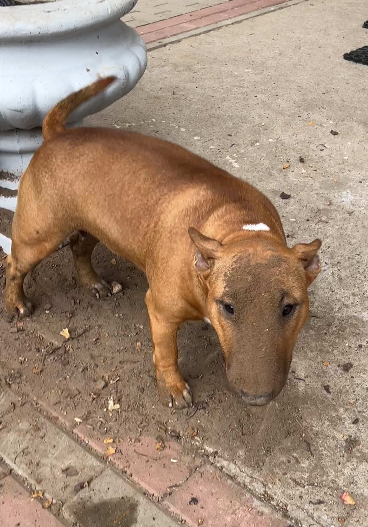 Miniature Bull Terrier - puppy  Miniaturowy Bulterier - szczeniak  #miniaturebullterrier #puppylove #viral #dlaciebie #typ 