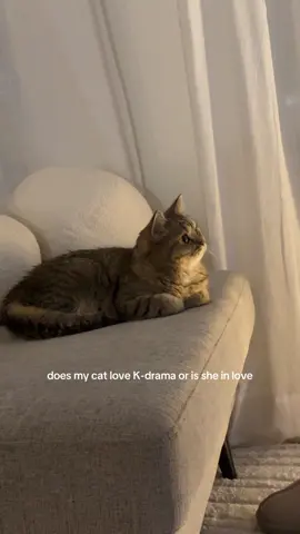 I think she has a crush on Lee Chae-Min #catsoftiktok #kdrama #korean #bonappetityourmajesty #cattok 