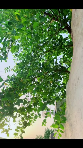 💔☘️.                                                #الطبيعة #باسم_الكربلائي #حزين 