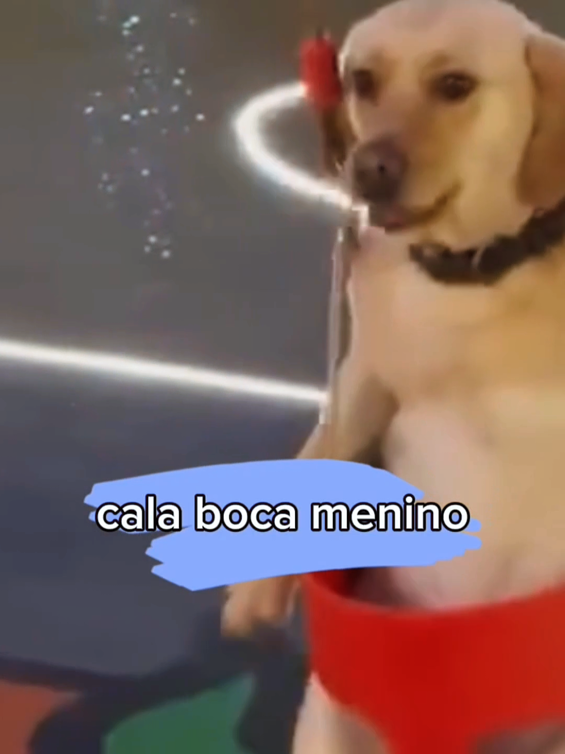 o cachorro na gangorra 😂😂😂 . #videosengracados #funnyvideos #funnypets #funnycat #funnydog 