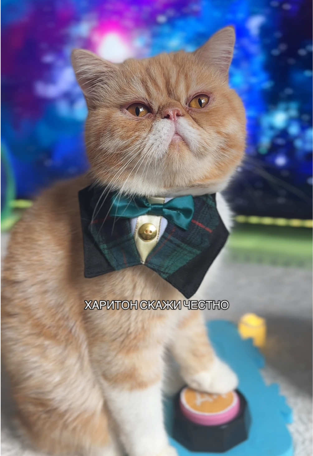 #hariton #харитон #кот #предсказатель #которакул 
