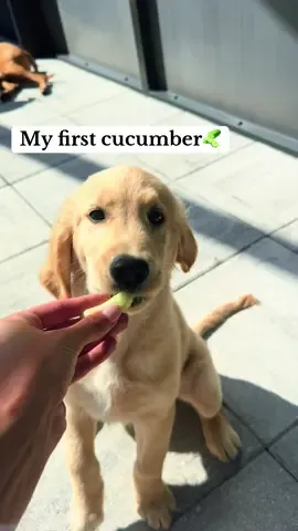 Tried my first cucumber today and it’s definitely my favorite! #puppy #goldenretriever 